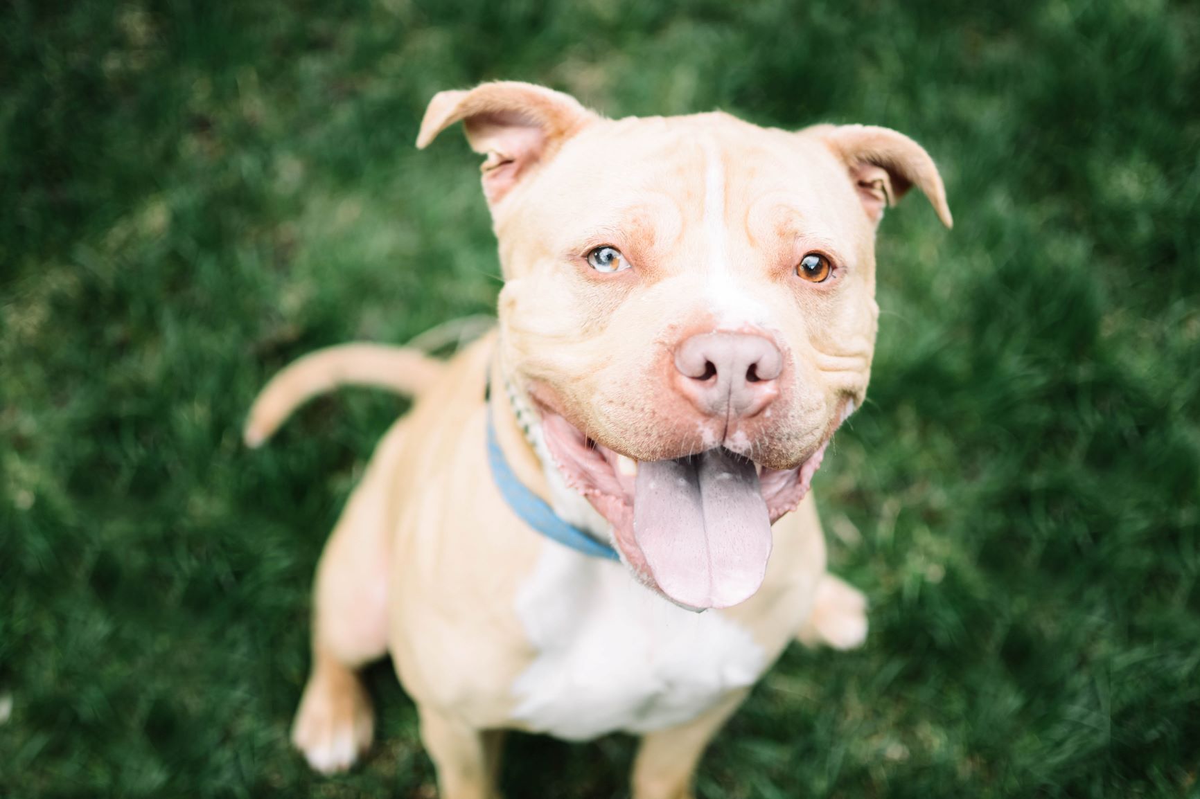 Utah Animal Adoption Center logo