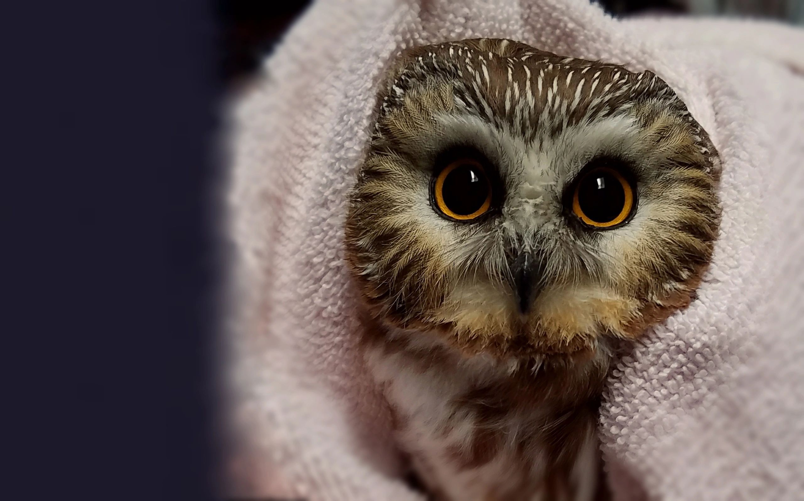 Wildlife Rehabilitation Center Of Northern Utah logo