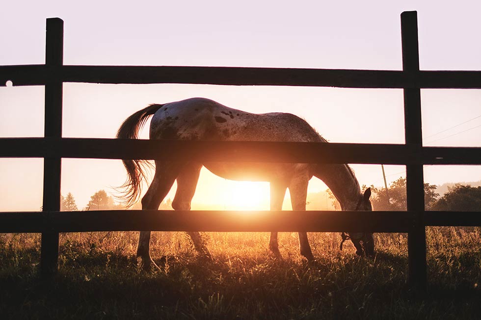 Lazy B Equine Lessons & Education logo