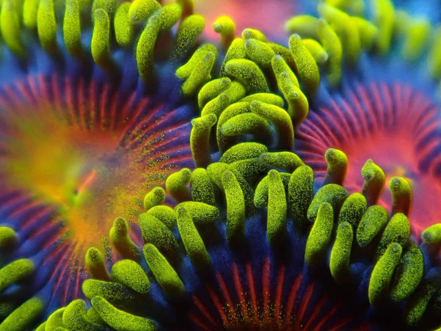 Corals Coral & More logo