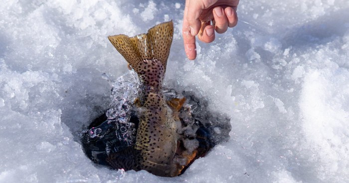 Utah Ice Fishing logo